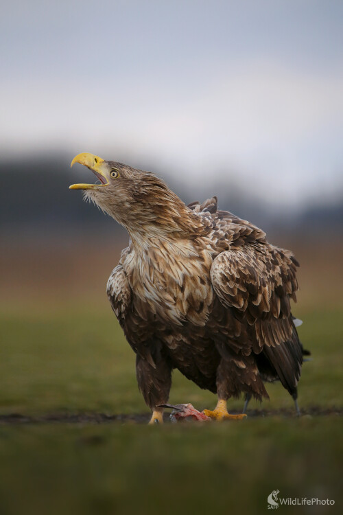 Tieňový hladoš, Dominik Kalata