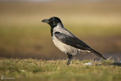 Vrana popolavá, Dominik Kalata