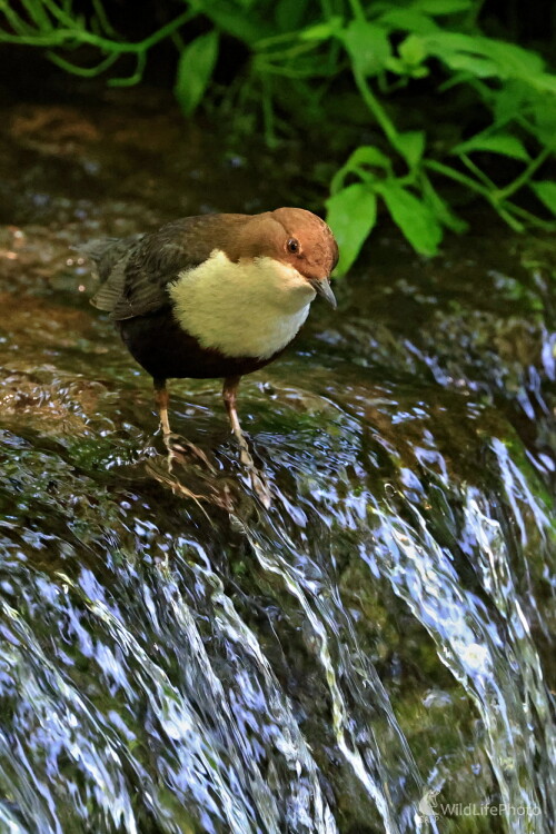 Nad vodopádom, Maroš Detko