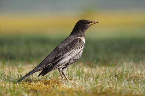 Drozd kolohrivec , Radoslav Michalec