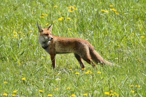 Čo sa to tam deje, Radoslav Michalec