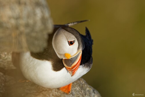 ... kuk ;-), Bohuš Číčel