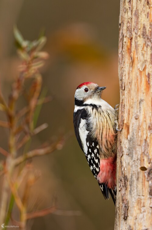 ... pán doktor., Bohuš Číčel
