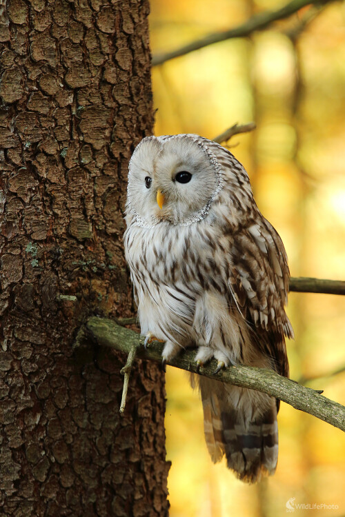 uralka, Peter Jurík