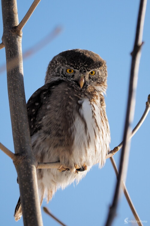 Na postriežke, Radoslav Michalec