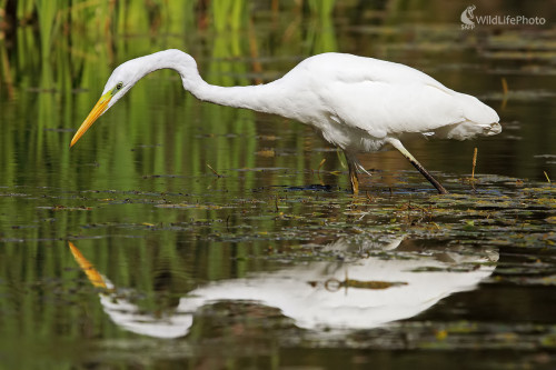volavka, Peter Jurík