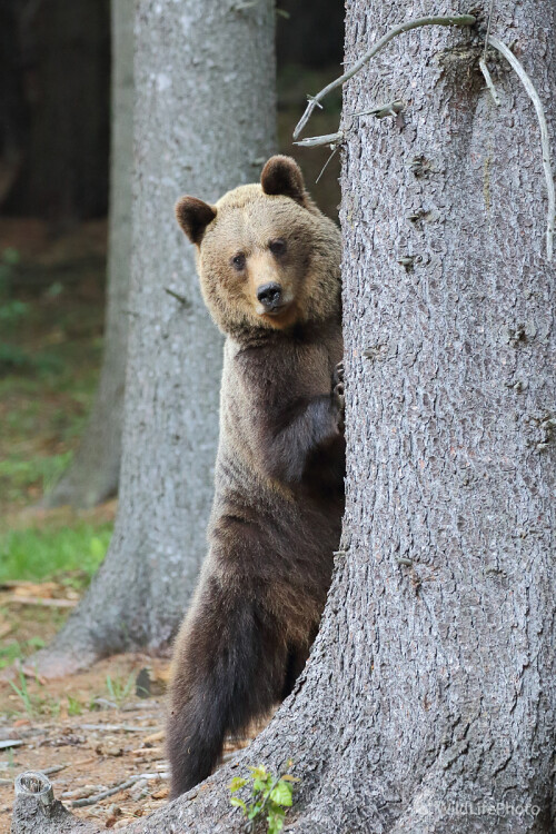 medvedica, Peter Jurík