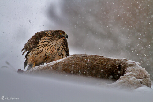 Jastrab veľký, Dominik Kalata