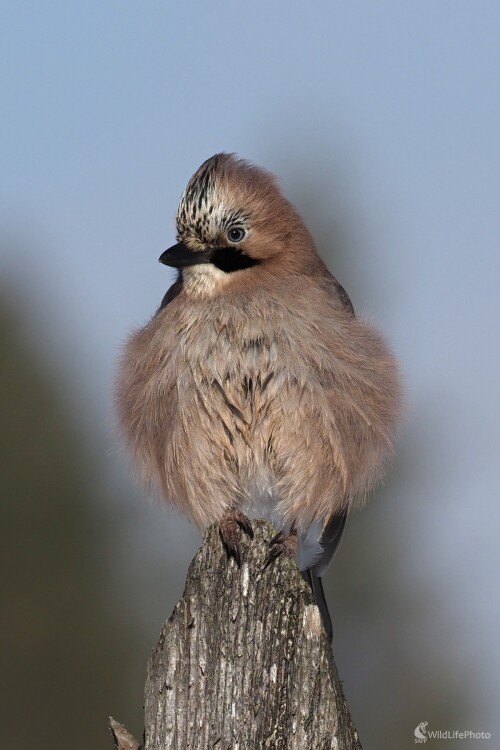 Čakanie na zimu., Radoslav Michalec