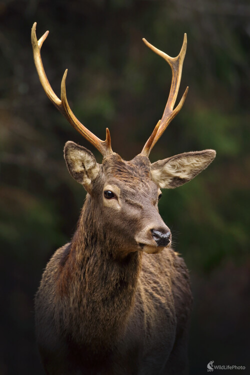 jelienok, Peter Jurík