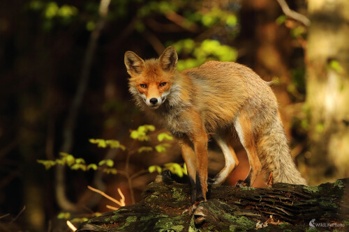 Líštička, Peter Jurík