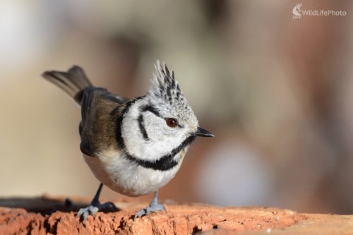 Chochlatá, Ľubomír Ondráško