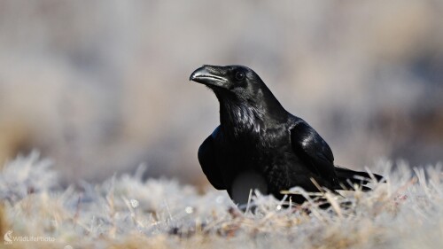 Prosím nerušiť, Radoslav Michalec