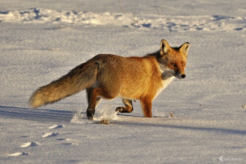 Neobzeraj sa a bež, Radoslav Michalec