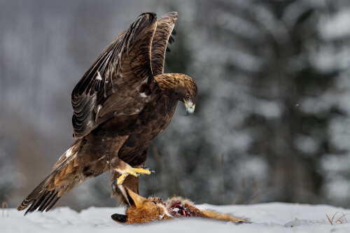 A už ťa nepustim, Tomáš Smutný