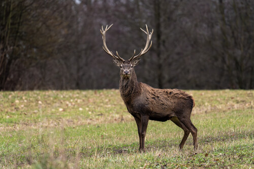 Ešte s korunou, Tomáš Smutný
