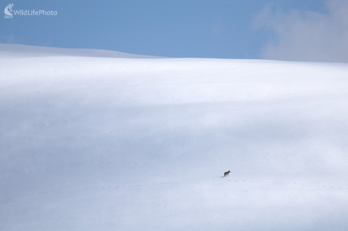 Na love, Milan Čierny