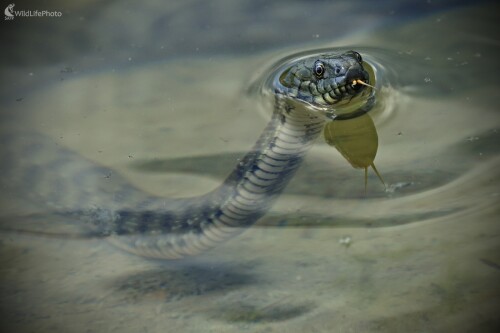 Periskop, Maroš Detko