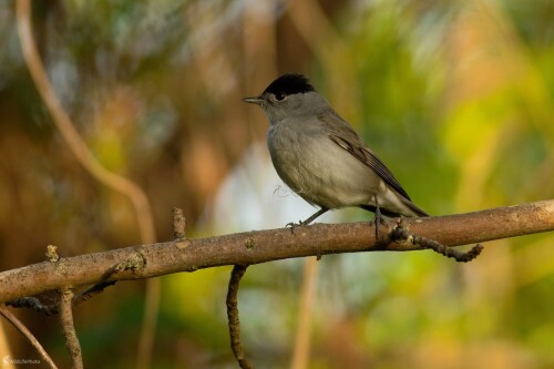 Penica čiernohlavá, Miroslav Vrabel