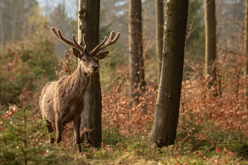 Májové ráno , Tomáš Smutný