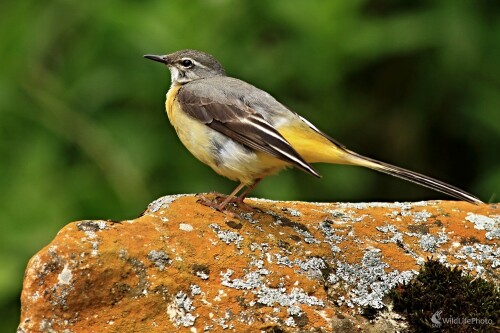 Trasochvost horský, Maroš Detko