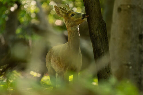 Teba som ešte neochutnal, Rasťo  Megyessi