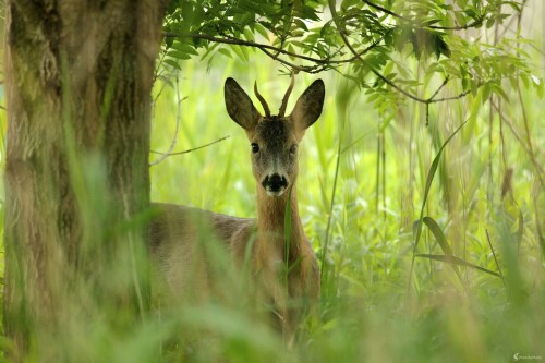 Srnček..., Miroslav Vrabel