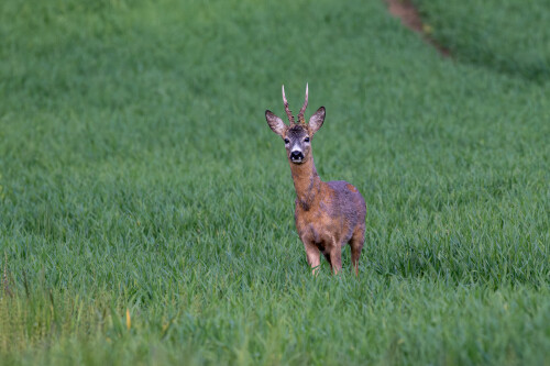 Starši pánko, Tomáš Smutný