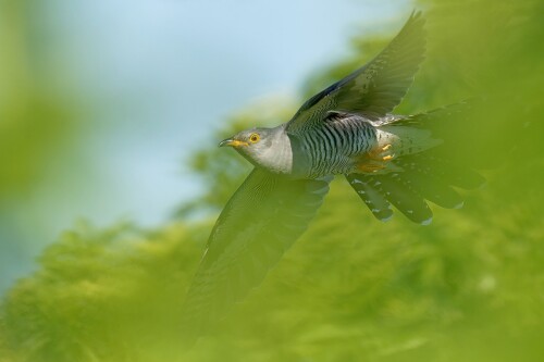 kukuk, Patrik Čillík