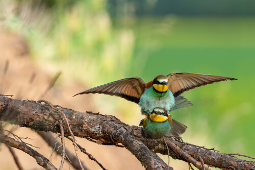 Nože sa už nevrť, Rasťo  Megyessi