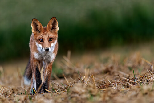 Privábene lišťa , Tomáš Smutný