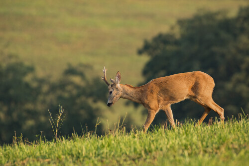 Pri východe slnka, Tomáš Smutný