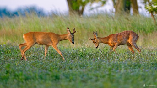 ... škola hrou., Bohuš Číčel