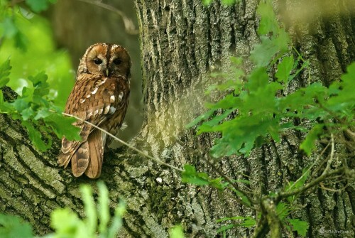 Sova obyčajná, Miroslav Vrabel