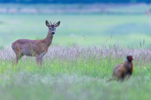 Prišiel sa pozrieť kto tu tak skoro kokrhá, Rasťo  Megyessi