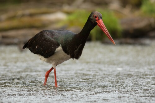 Bocian čierný, Miroslav Vrabel