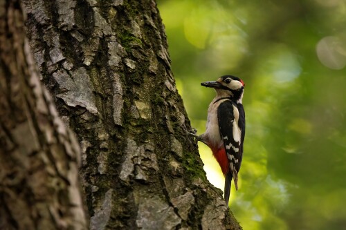 Ďateľ velky, Martin Vondra