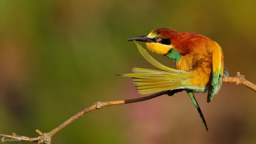 ... očista brčka., Bohuš Číčel