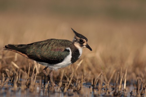  Cíbik chochlatý (Vanellus vanellus) , Martin Šabík