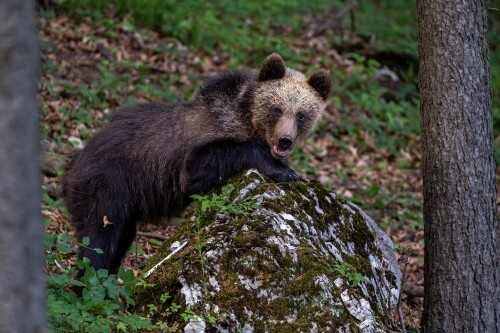 Nezbedník , Tomáš Smutný
