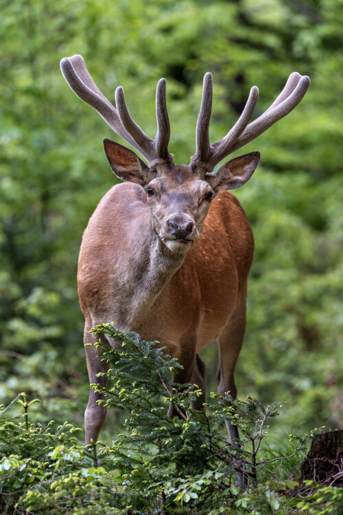 Dorastenec, Tomáš Smutný