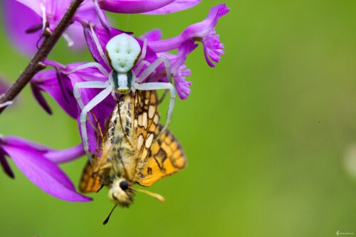 Kvetárik s uloveným motýlom..., Miroslav Vrabel