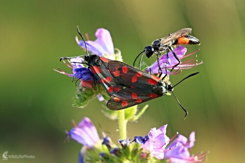 Narušiteľ súkromia, Maroš Detko