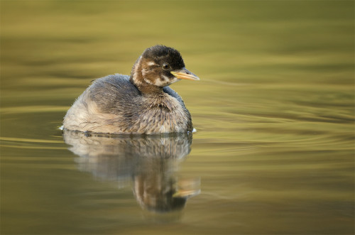 Mladá potápka, Peter Fodor