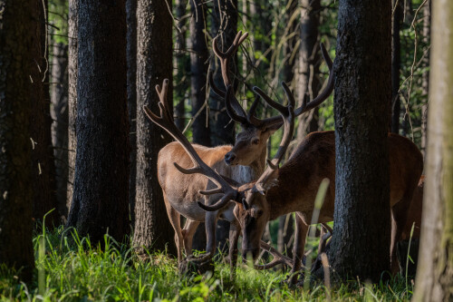 Slnečné ráno , Tomáš Smutný