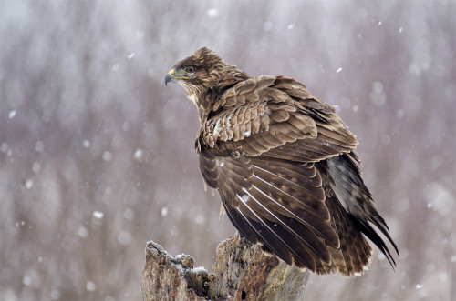 Póza v snežení, Peter Fodor