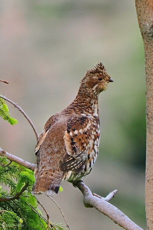 Kto ma to tu fotí?, Radoslav Michalec