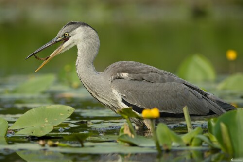Volavka popolavá, Miroslav Vrabel