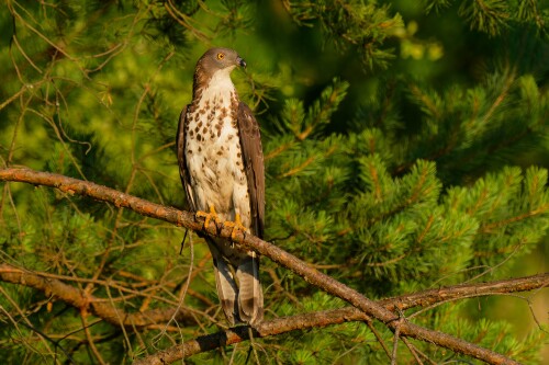 Včelár lesný, Patrik Čillík