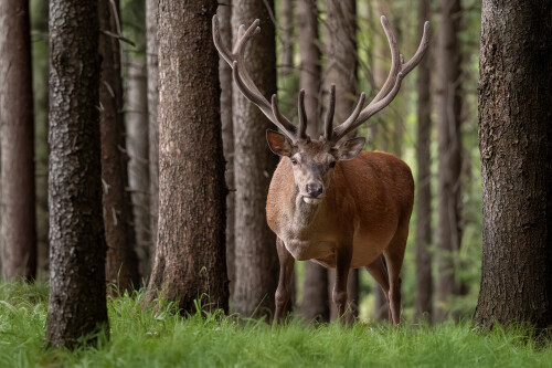 Už sa len zbaviť lyka, Tomáš Smutný